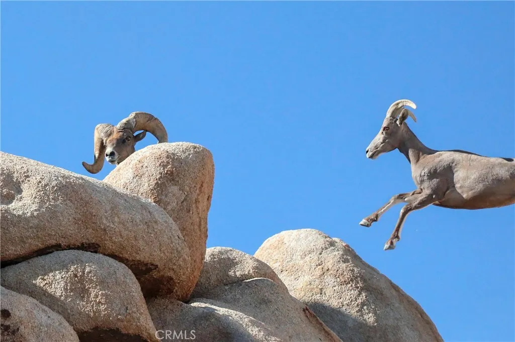 66075 Foothill, Joshua Tree, California 92252 home-pic-44